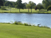 Heather-Ridge-pond-and-heron