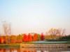 Bright-Orange-Trees-by-Rockwall-Green