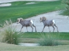 Bighorn_sheep_silverrock