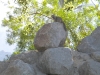 desert_squirrel1