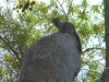desert_squirrel2