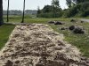 New-Hole-6-Re-seeding-old-cart-path-in-process