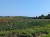 Old-Giant-cattails-fronting-old-tee-6