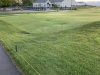 Shepherds-crook-A-step-from-the-cart-path