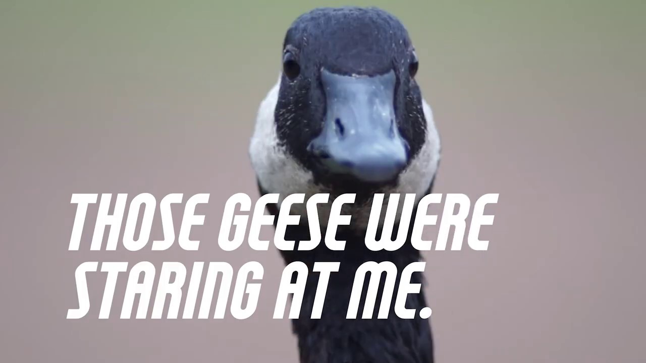 Geese Staring