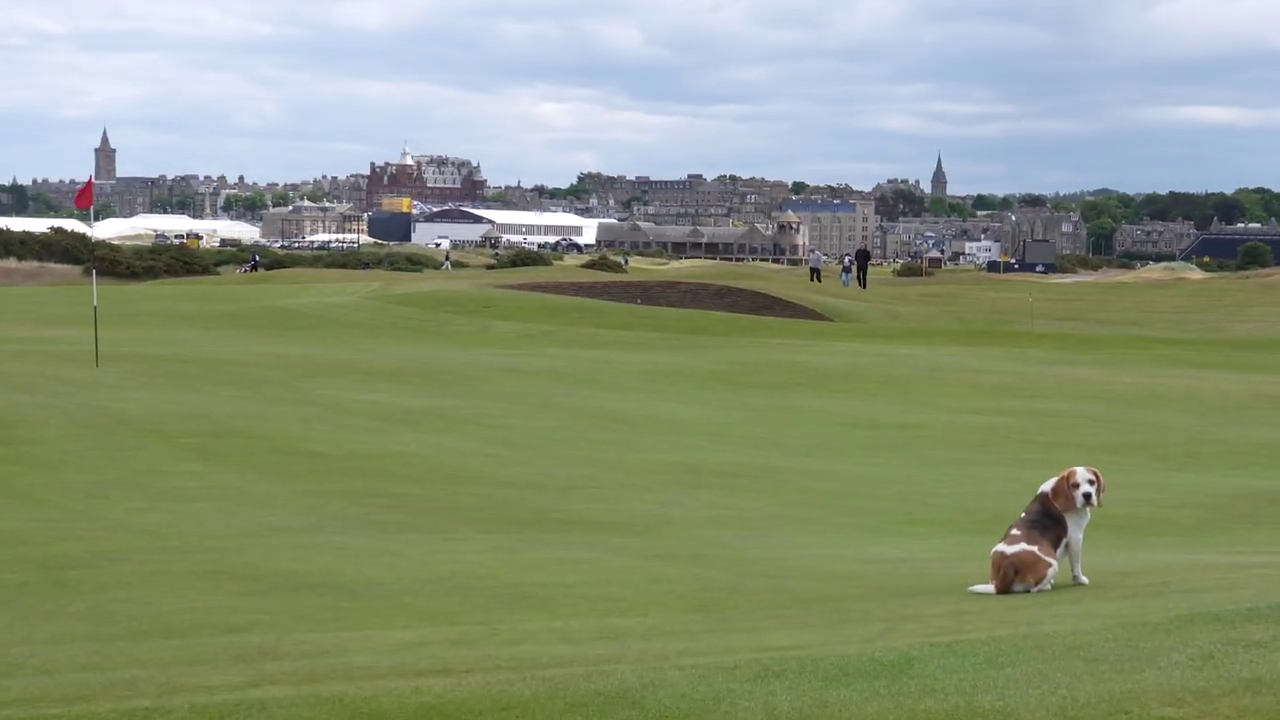 Dog walks and picnics at St. Andrews
